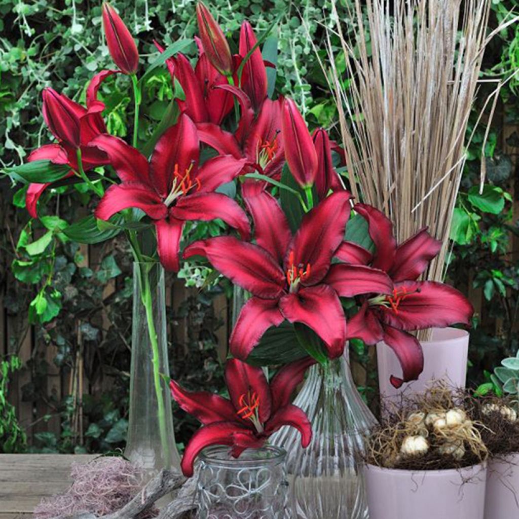 Orientalische Lilie Firebolt - Lilium