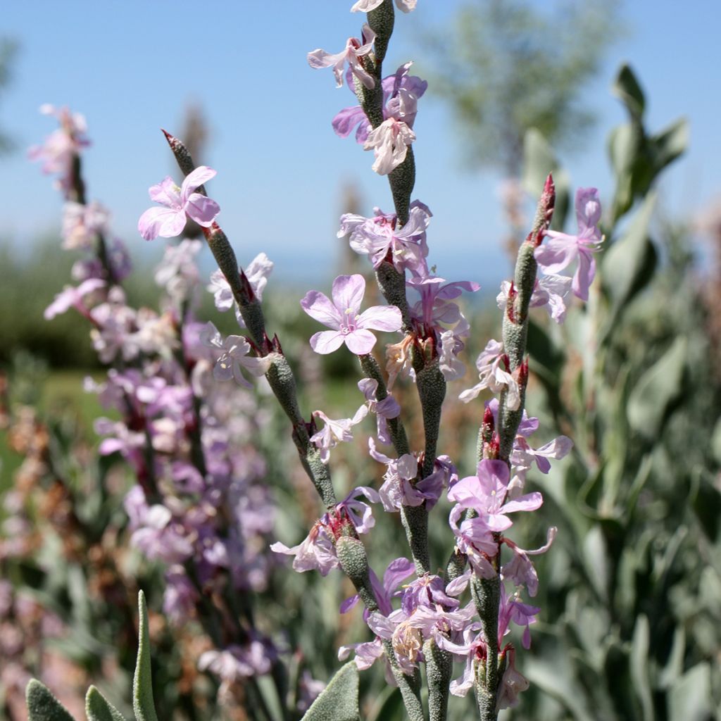 Limoniastrum monopetalum - Strauchstrandflieder