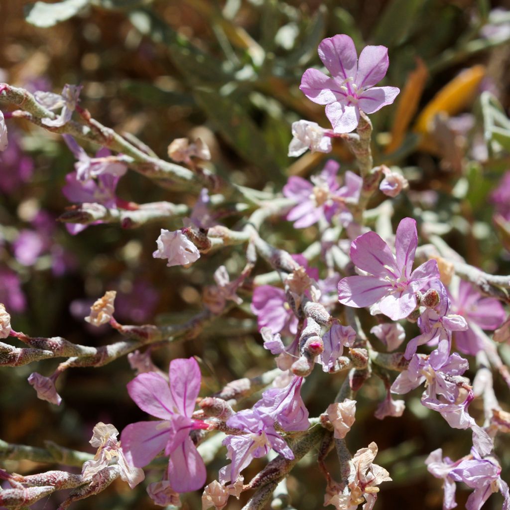 Limoniastrum monopetalum - Grand statice, Lavande de mer