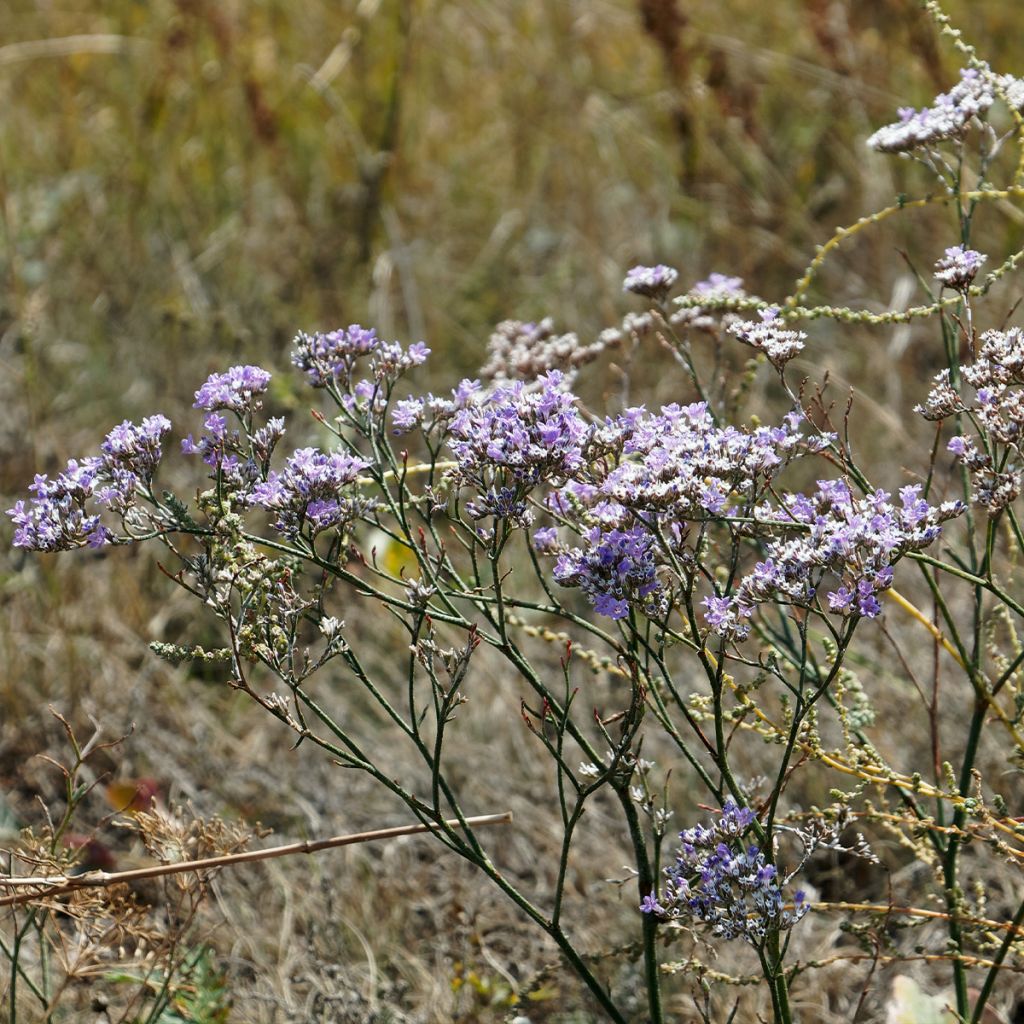 Limonium gmelinii ssp hungaricum - Ungarischer Steppen-Blauschleier