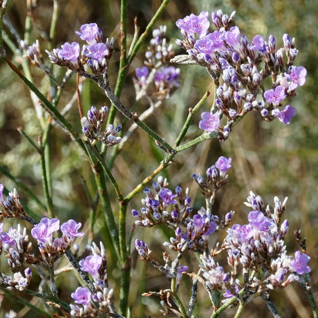 Limonium gmelinii ssp hungaricum - Ungarischer Steppen-Blauschleier