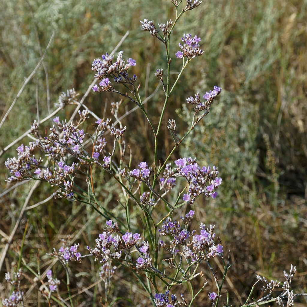 Limonium gmelinii ssp hungaricum - Ungarischer Steppen-Blauschleier