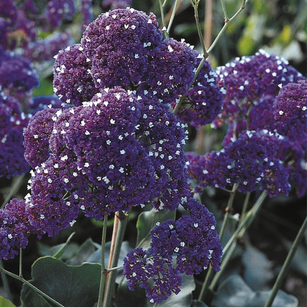 Limonium perezzi - Perez' Strandflieder