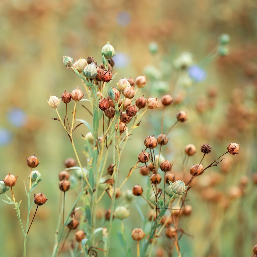 Echter Lein - Linum usitatissimum