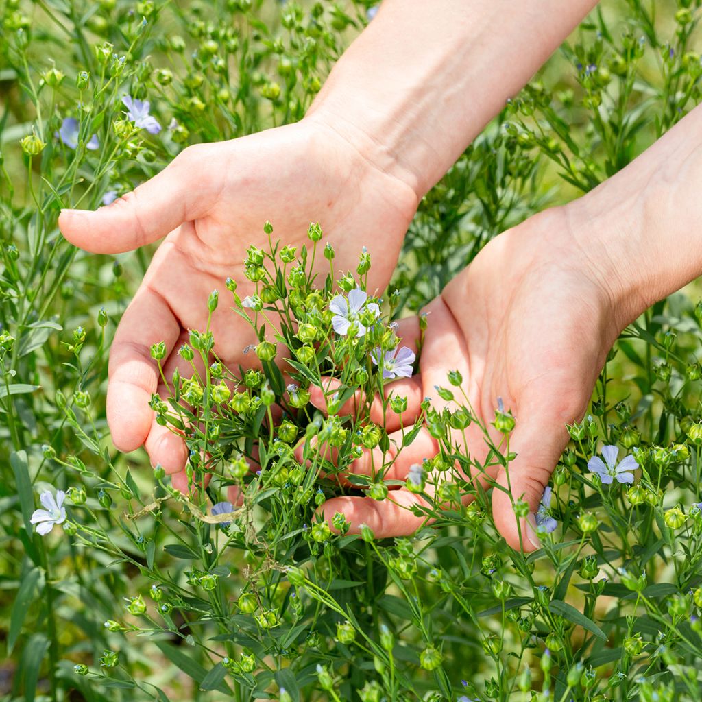 Echter Lein - Linum usitatissimum