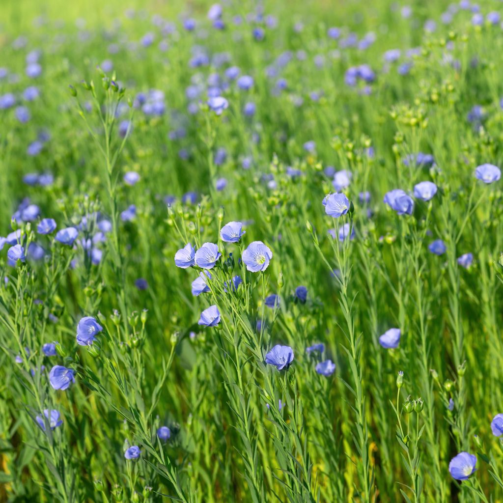 Echter Lein - Linum usitatissimum