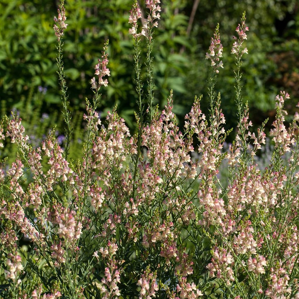 Purpur-Leinkraut Peachy - Linaria purpurea