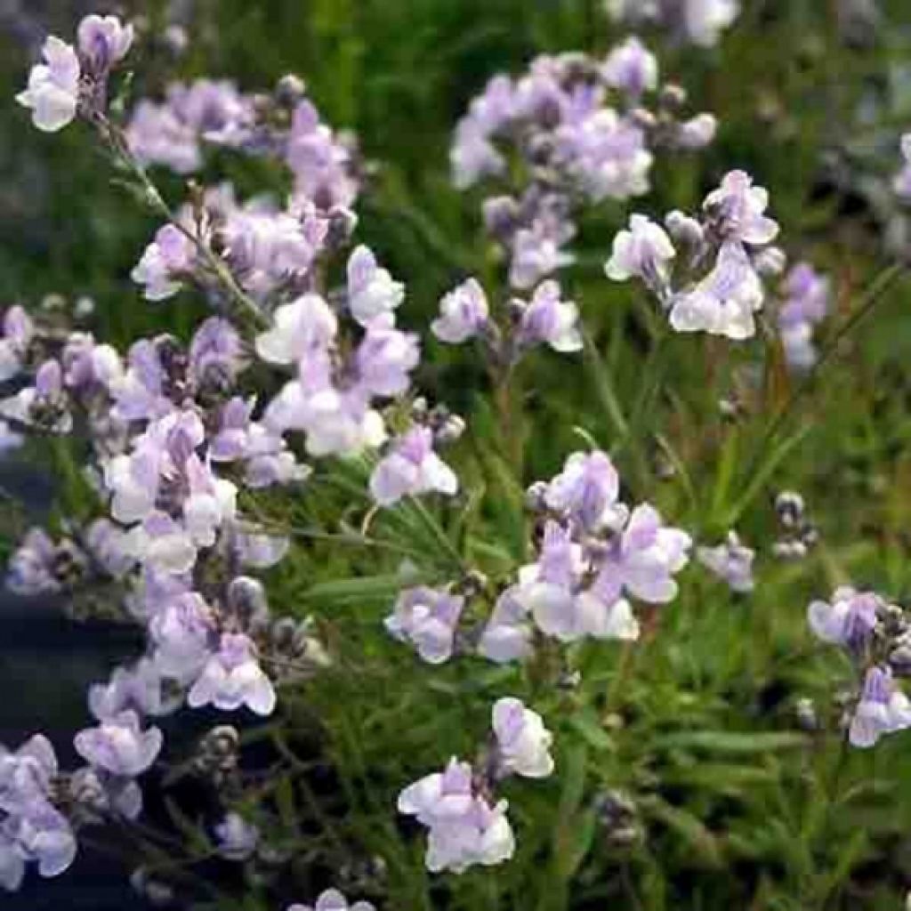 Leinkraut Antique Silver - Linaria anticaria