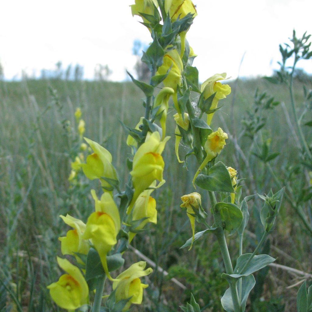 Dalmatiner Leinkraut - Linaria dalmatica