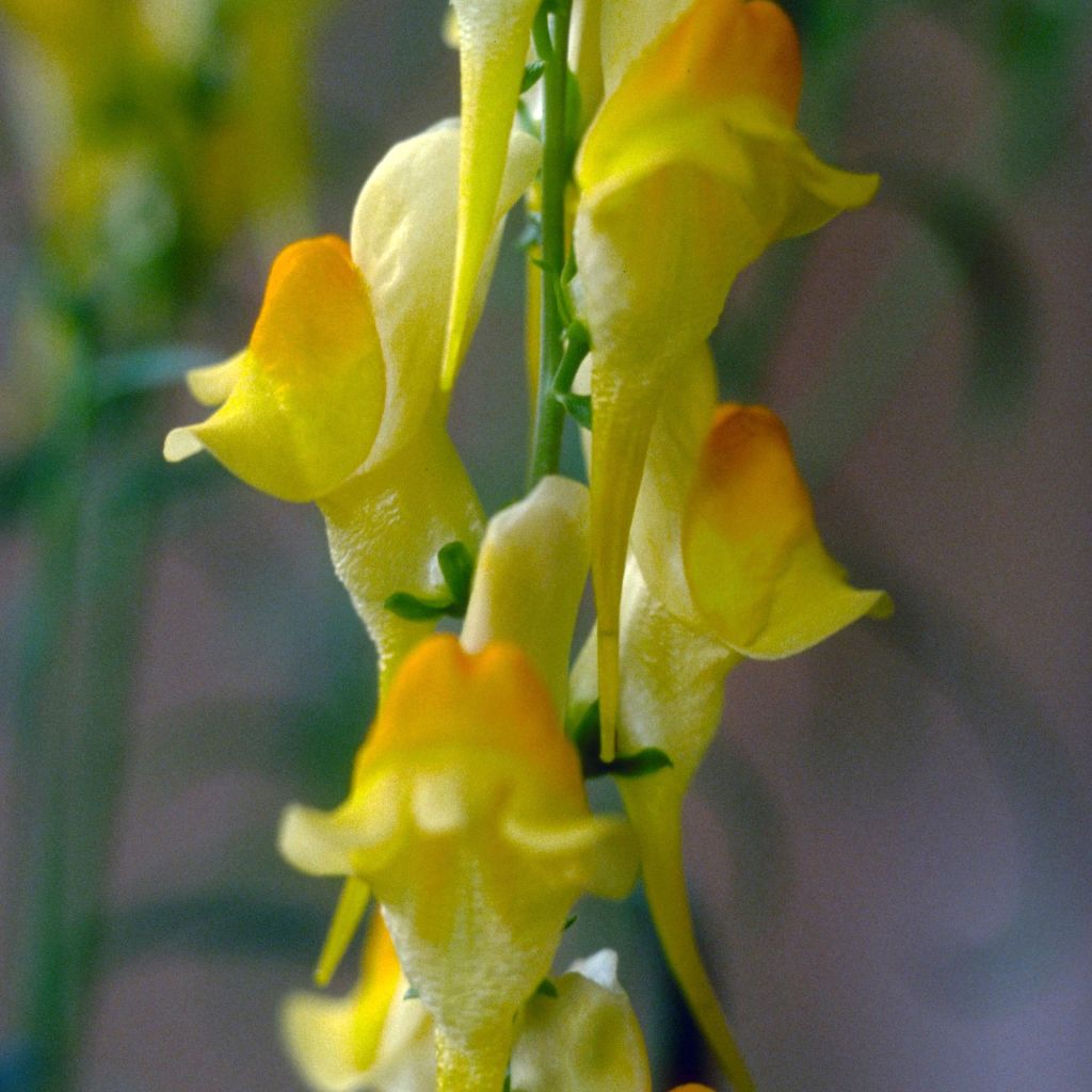 Linaria dalmatica, Linaire