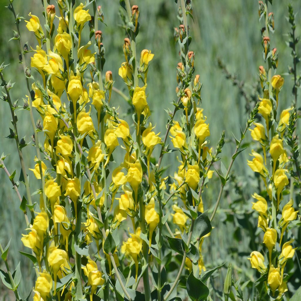 Dalmatiner Leinkraut - Linaria dalmatica