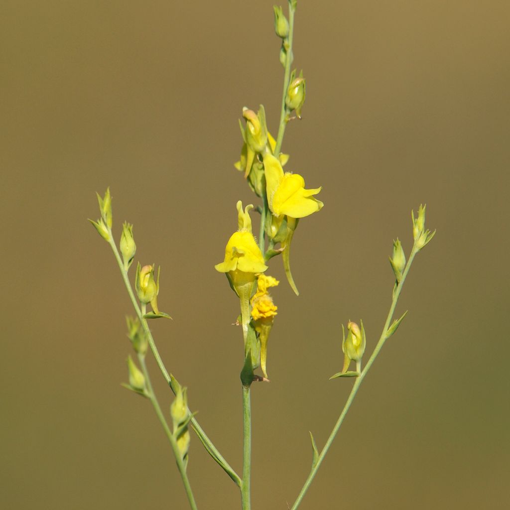 Dalmatiner Leinkraut - Linaria dalmatica