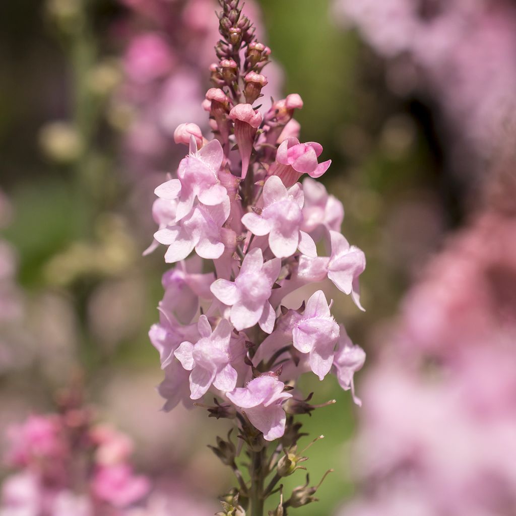 Linaria purpurea Canon J. Went - Linaire pourpre