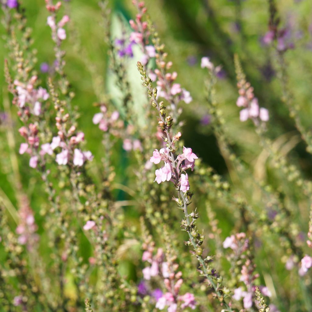 Purpur-Leinkraut Canon J. Went - Linaria purpurea