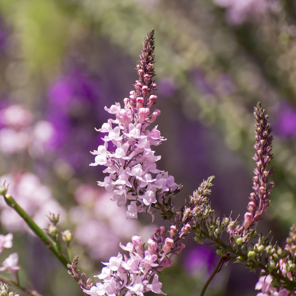 Purpur-Leinkraut Canon J. Went - Linaria purpurea