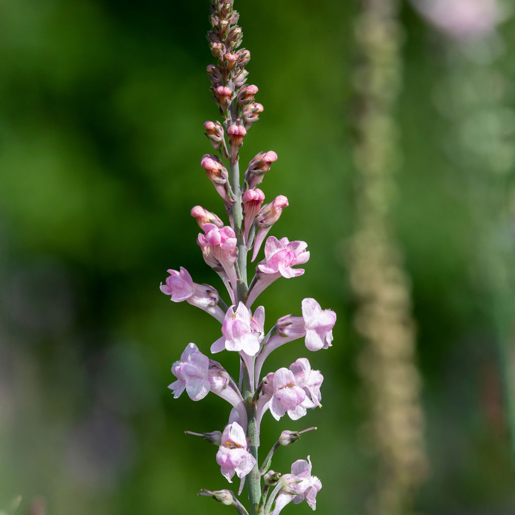 Purpur-Leinkraut Canon J. Went - Linaria purpurea