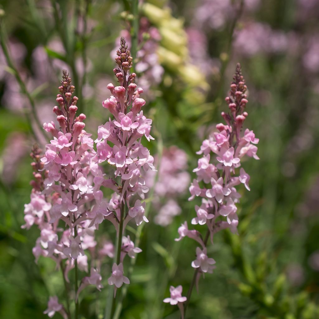 Purpur-Leinkraut Canon J. Went - Linaria purpurea