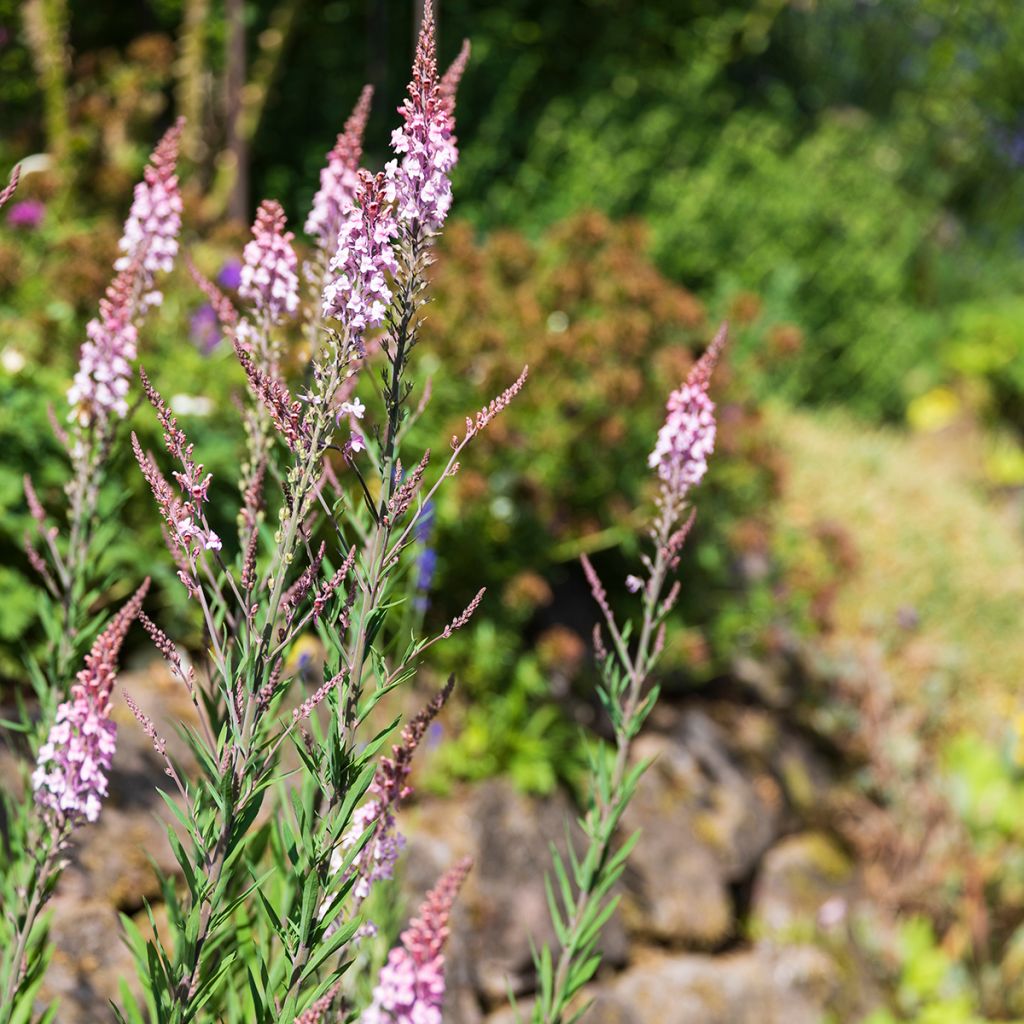 Purpur-Leinkraut Canon J. Went - Linaria purpurea