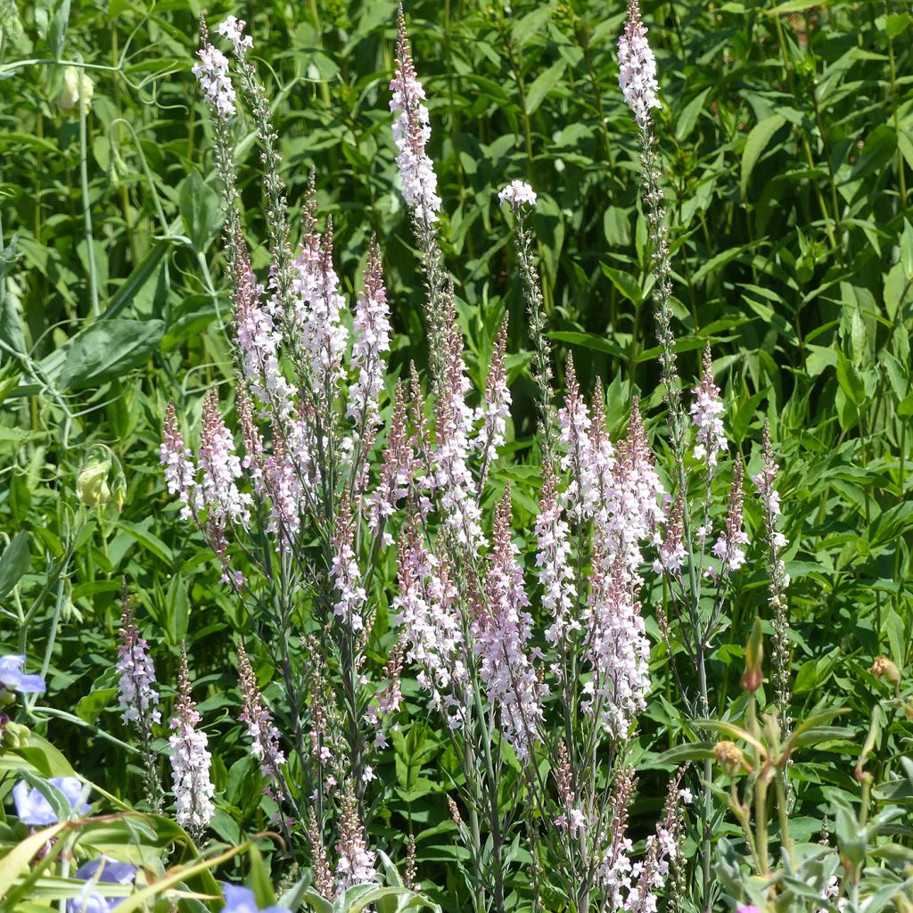 Purpur-Leinkraut Canon J. Went - Linaria purpurea