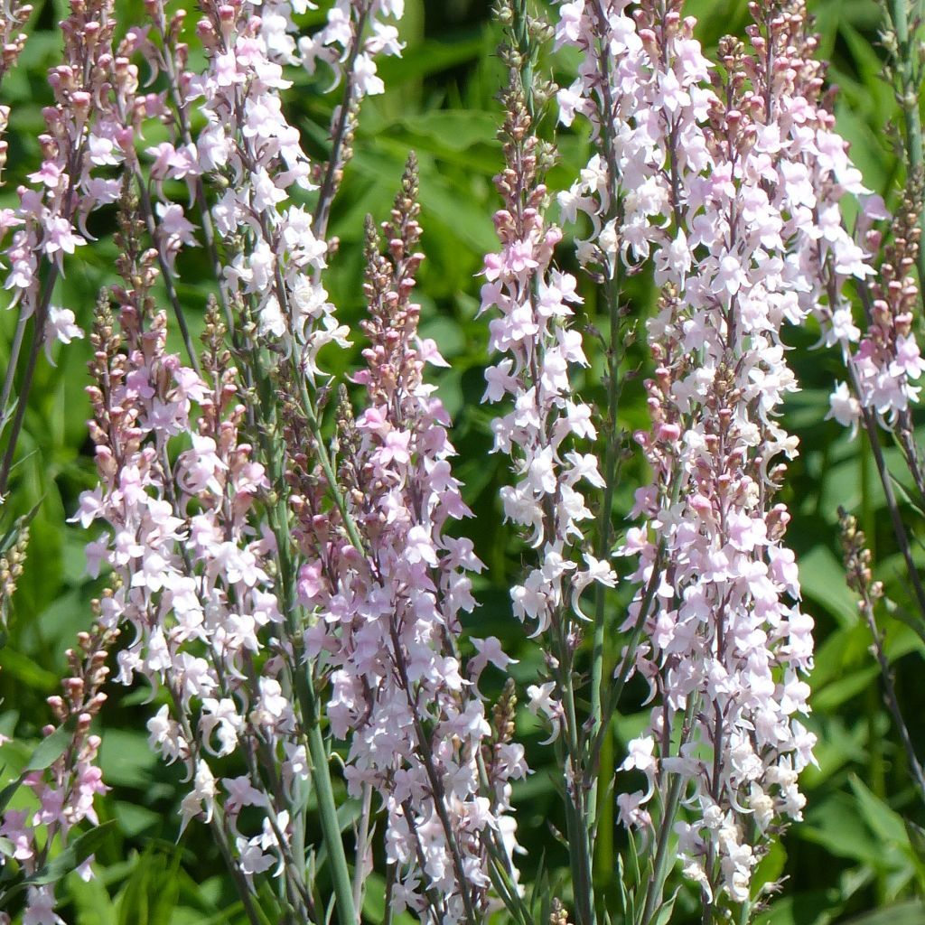 Purpur-Leinkraut Canon J. Went - Linaria purpurea