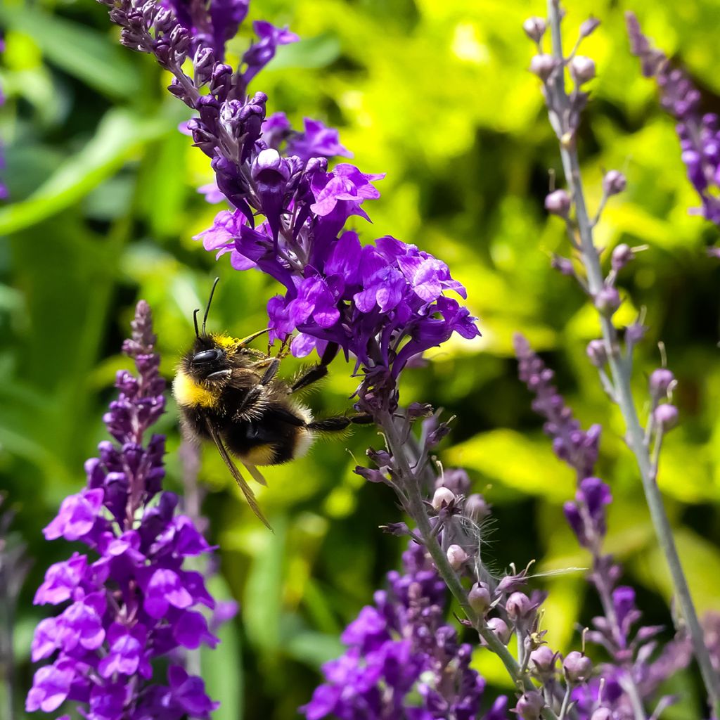 Purpur-Leinkraut - Linaria purpurea