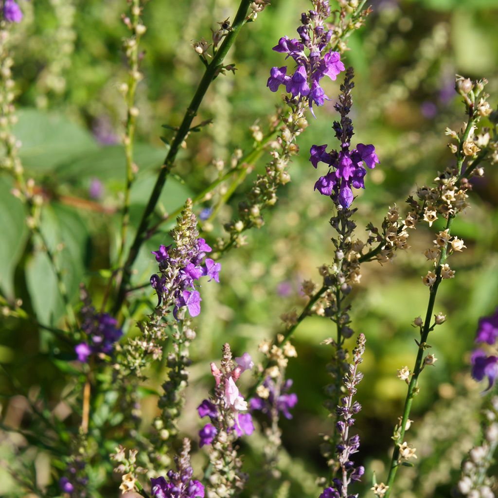 Purpur-Leinkraut - Linaria purpurea