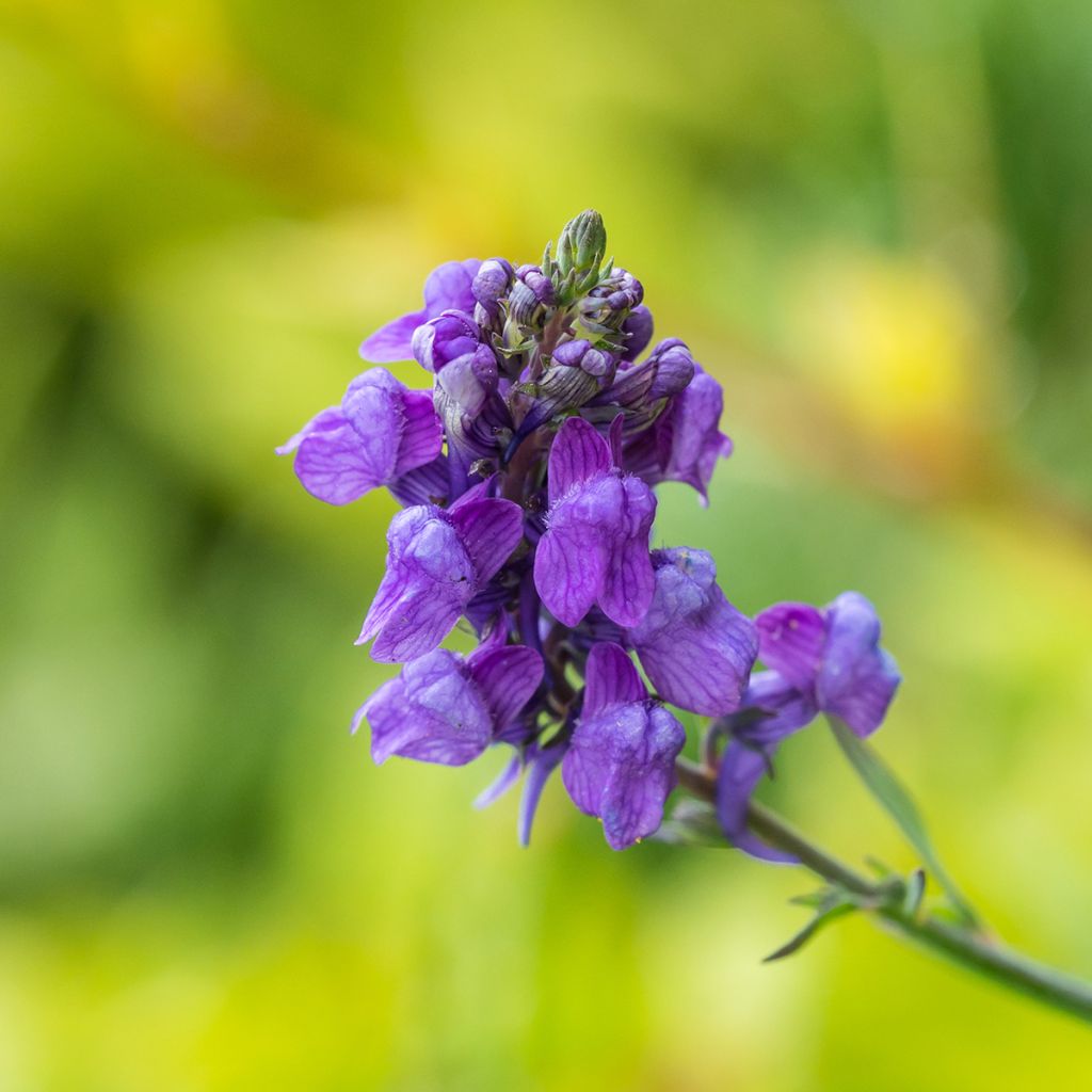 Purpur-Leinkraut - Linaria purpurea