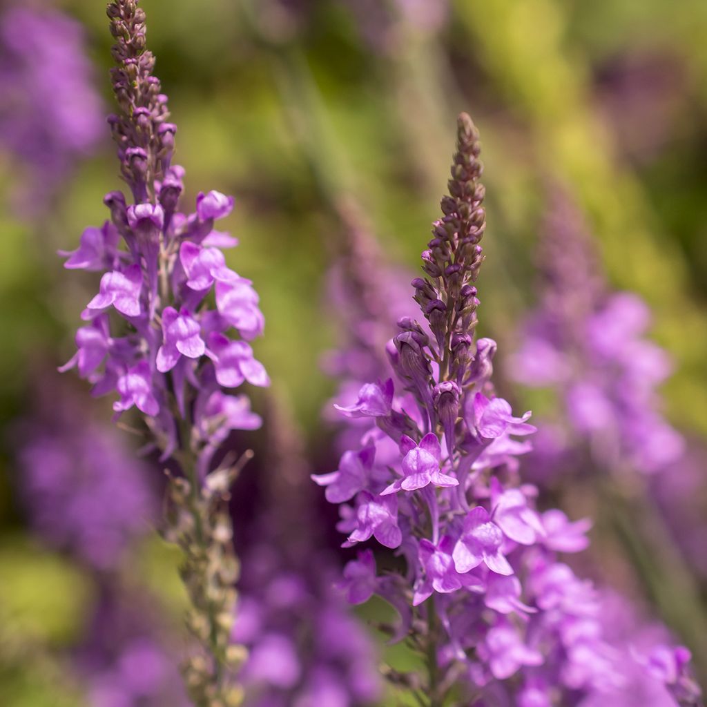 Purpur-Leinkraut - Linaria purpurea