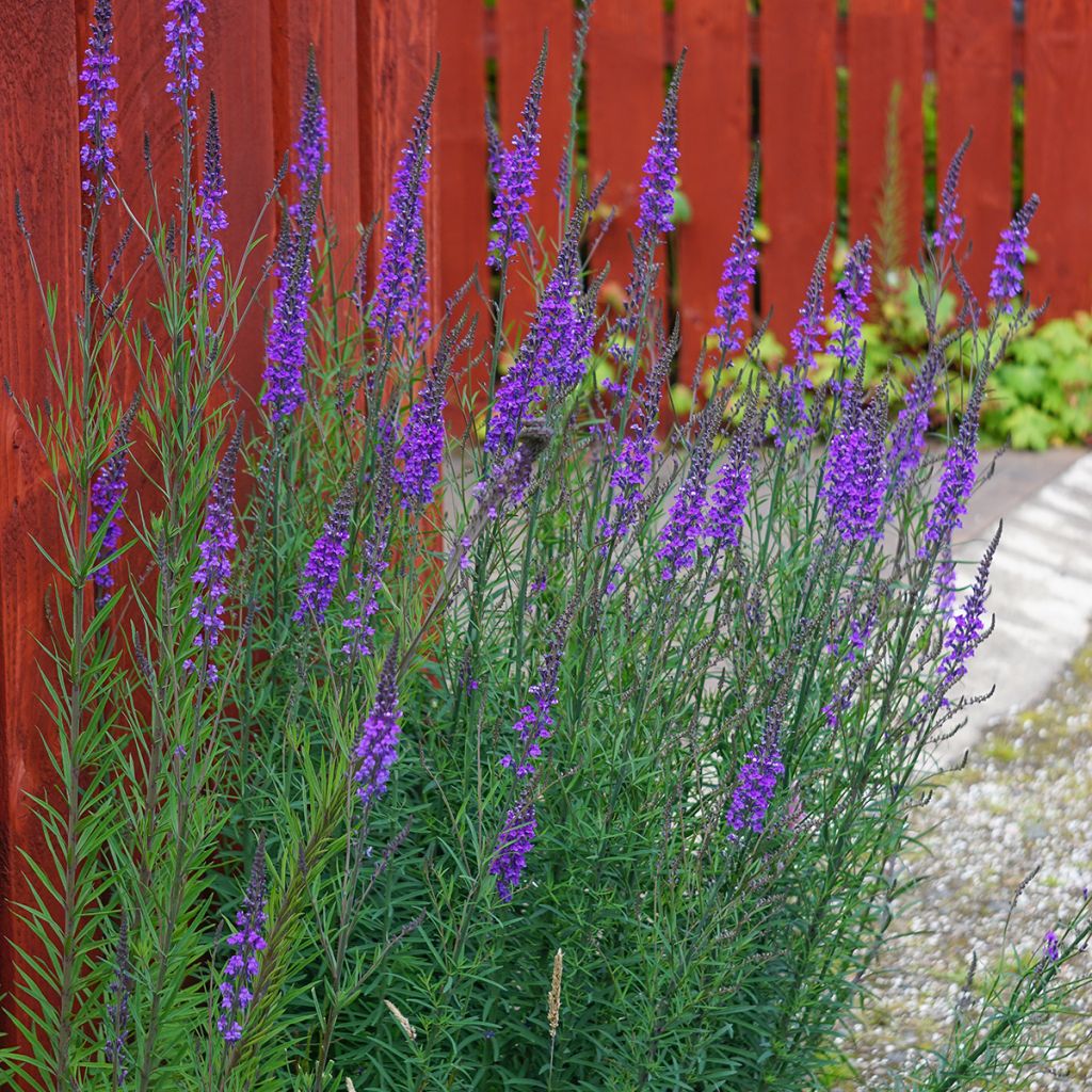 Purpur-Leinkraut - Linaria purpurea