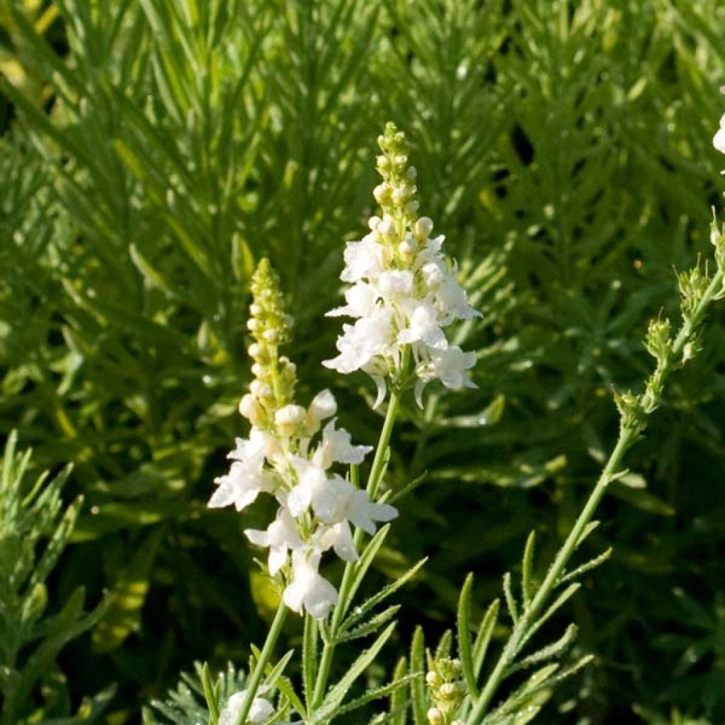 Purpur-Leinkraut Alba - Linaria purpurea