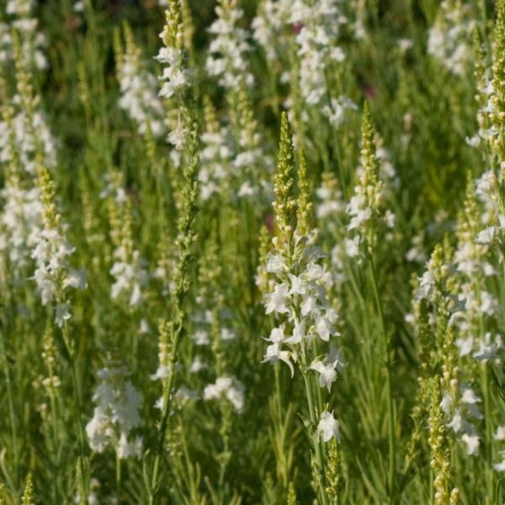 Linaria purpurea alba, Linaire