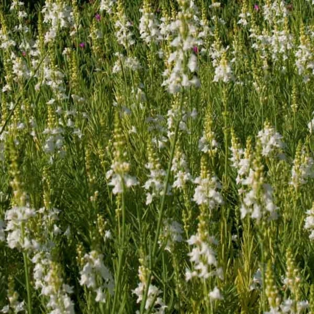 Linaria purpurea alba, Linaire