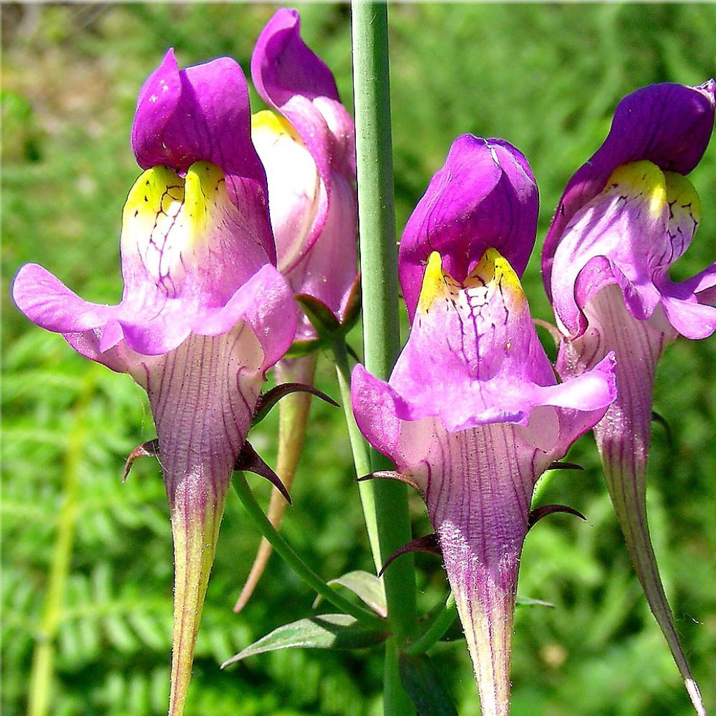 Linaria triornithophora, Linaire à trois oiseaux