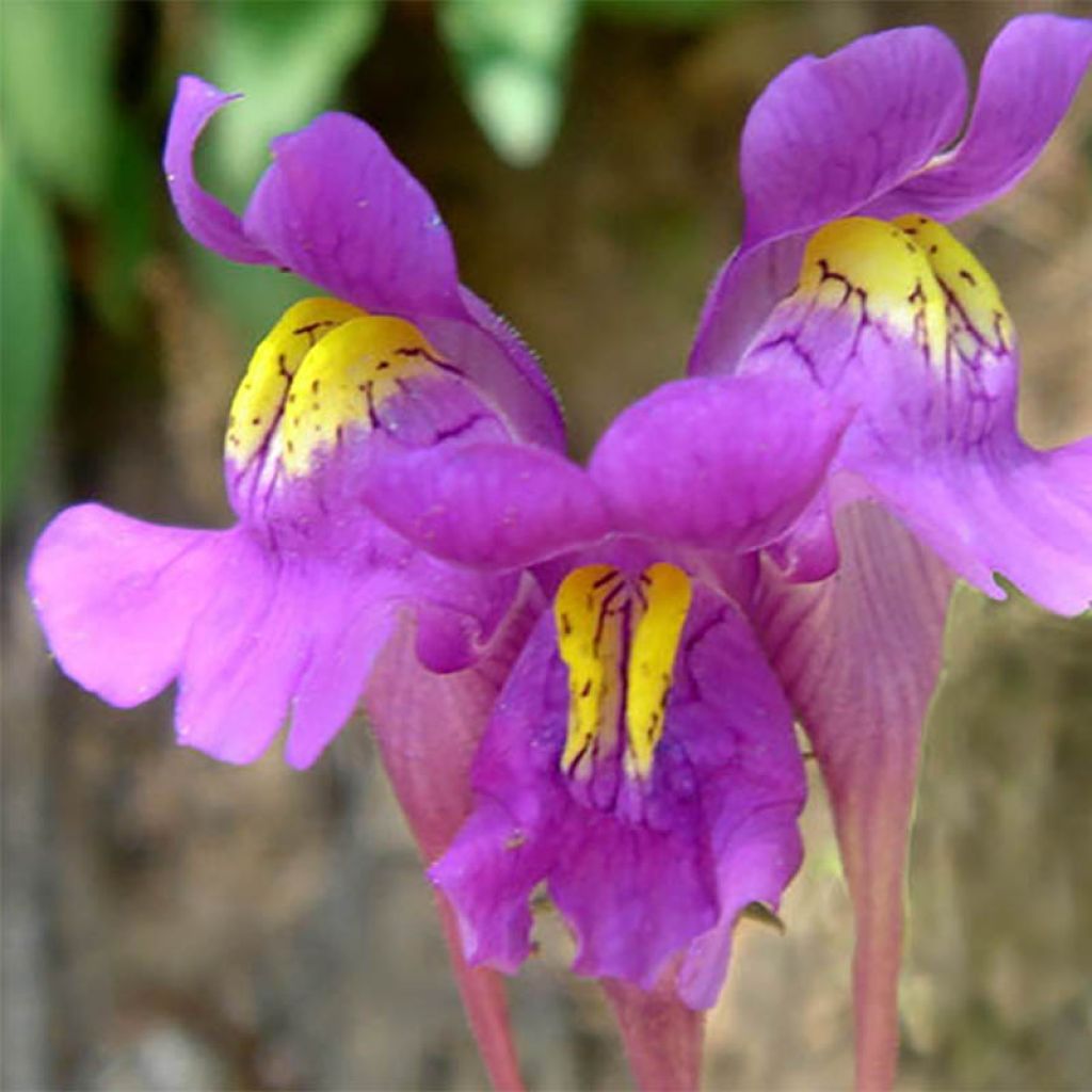 Iberisches Leinkraut - Linaria triornithophora