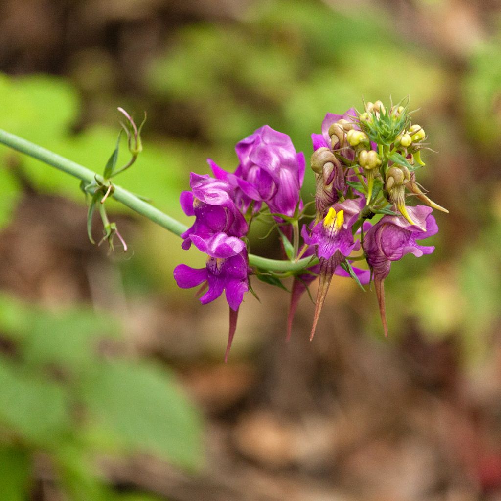 Iberisches Leinkraut - Linaria triornithophora