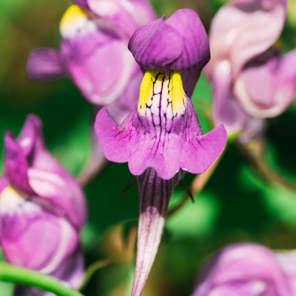 Iberisches Leinkraut - Linaria triornithophora