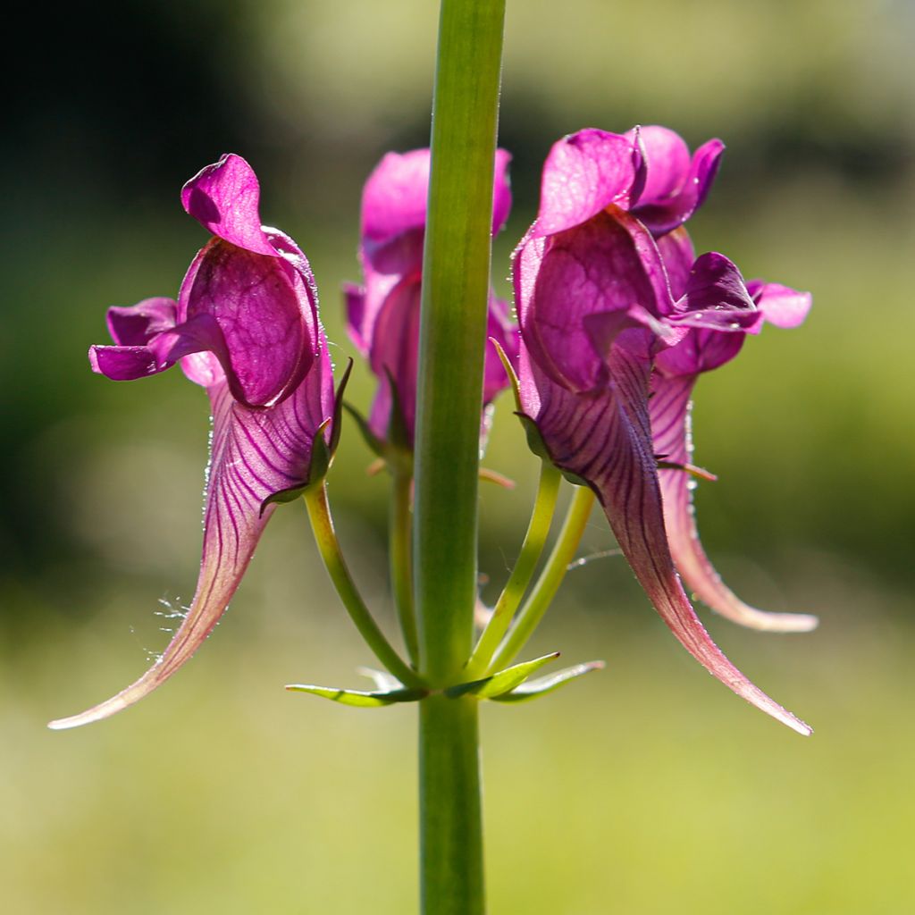 Iberisches Leinkraut - Linaria triornithophora