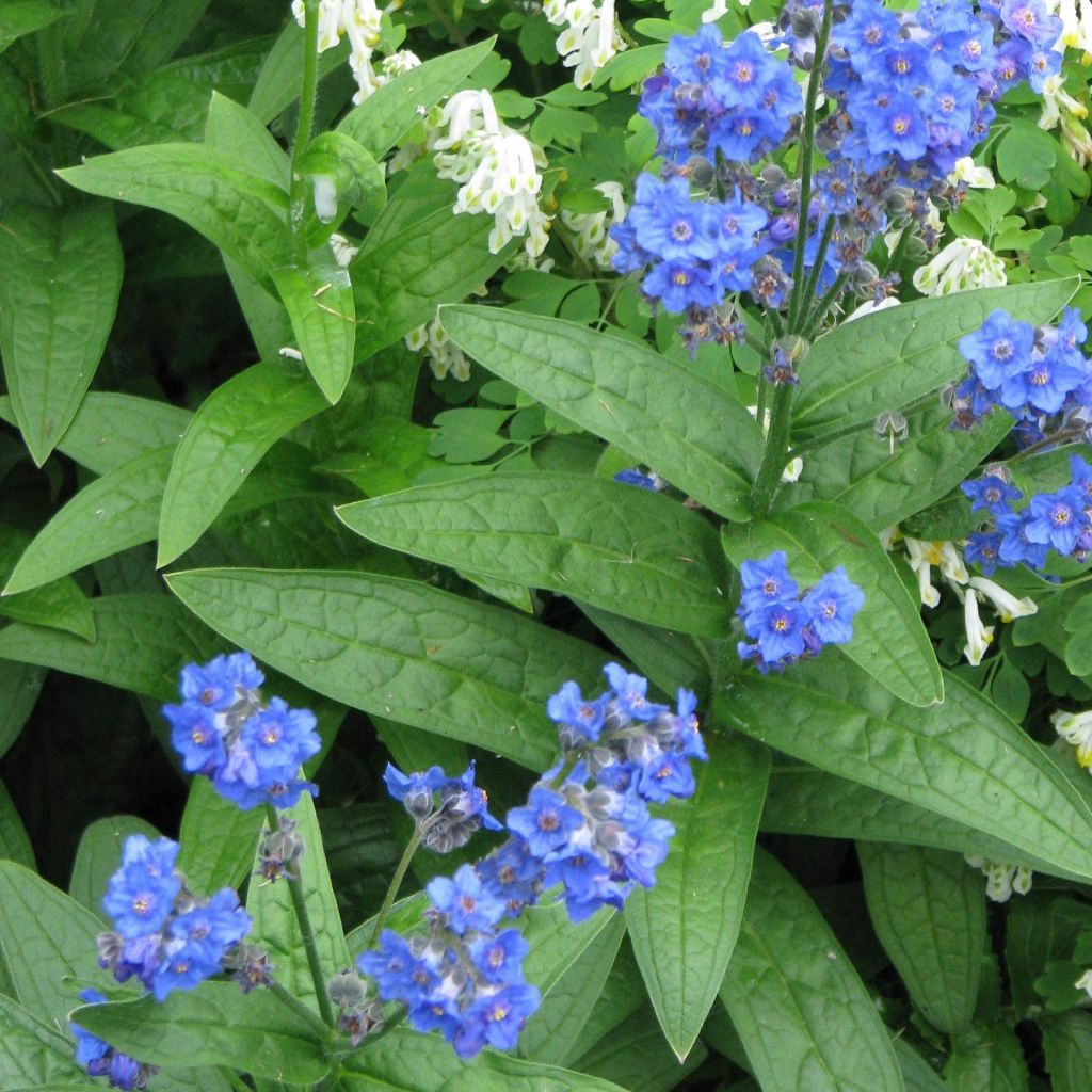 Lindelofia longiflora - Himalaya-Wickeltraube