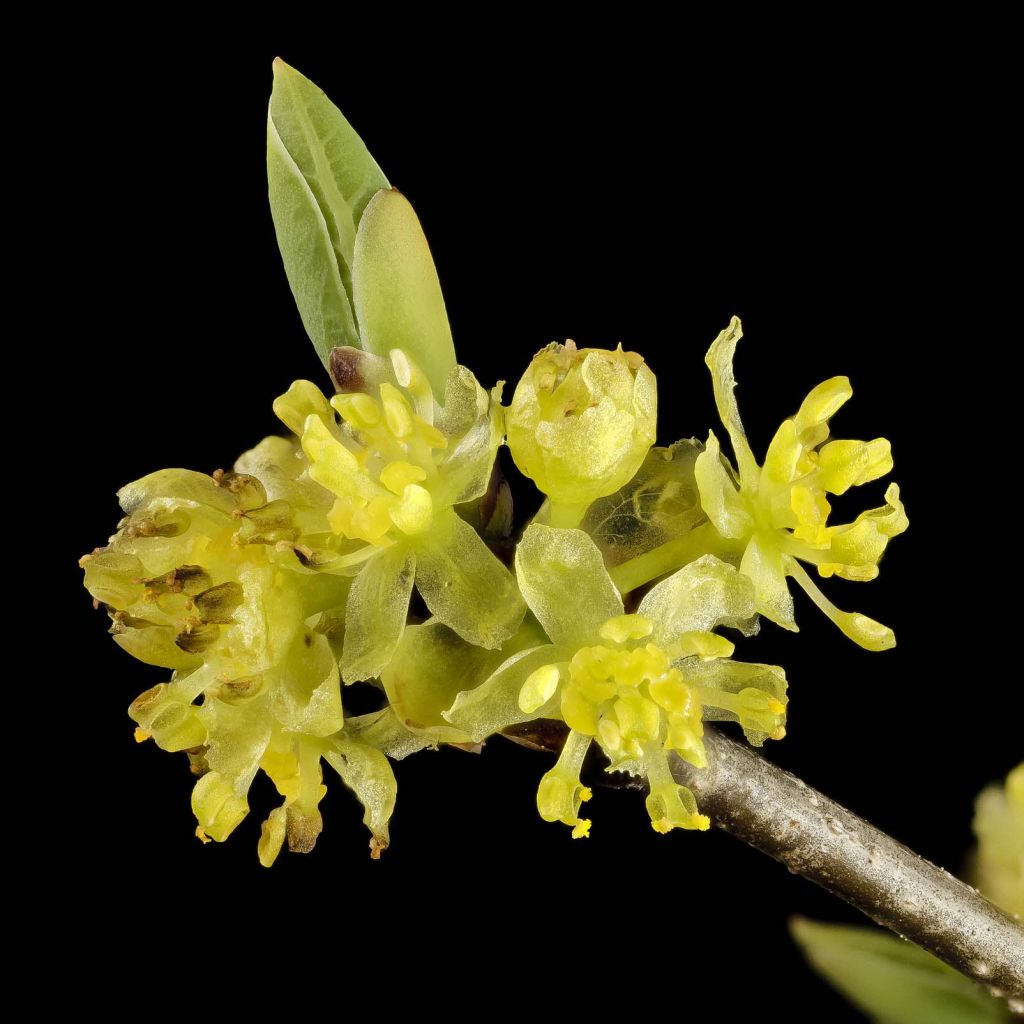 Lindera benzoin - Laurier benzoin