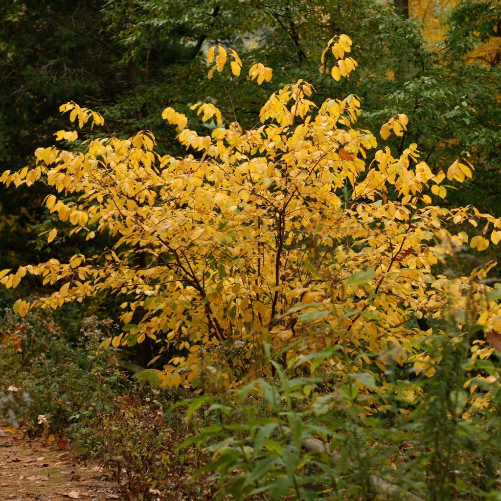 Lindera benzoin - Laurier benzoin.