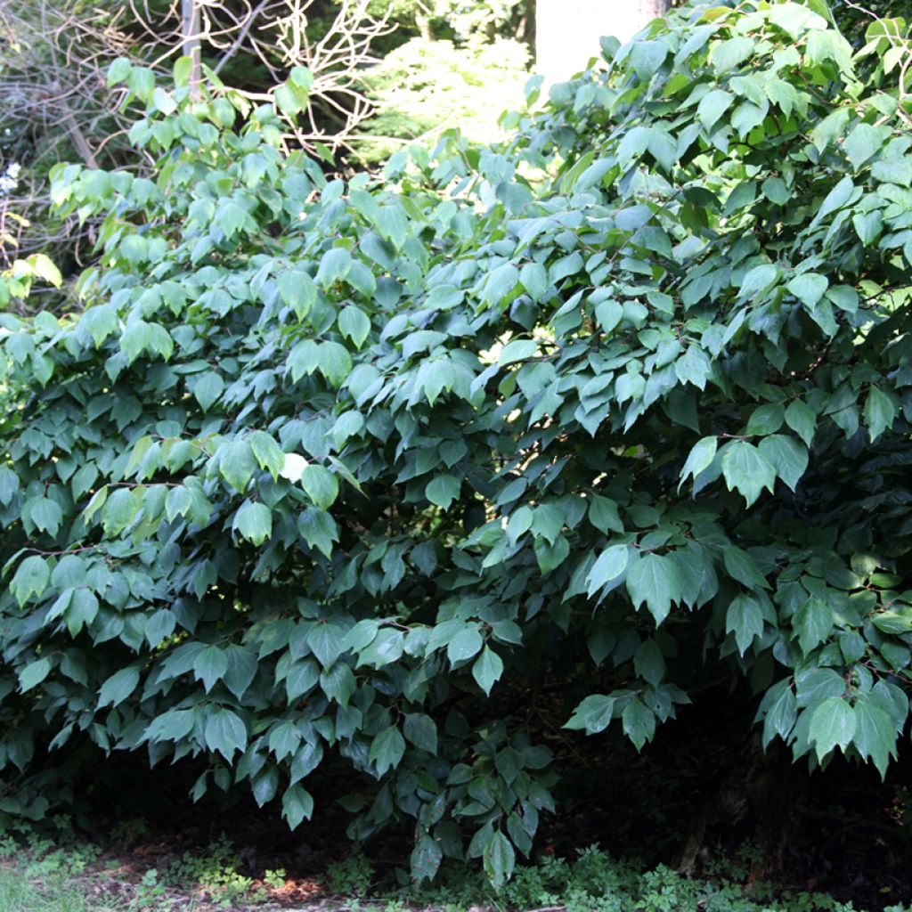 Lindera obtusiloba - Fieberstrauch