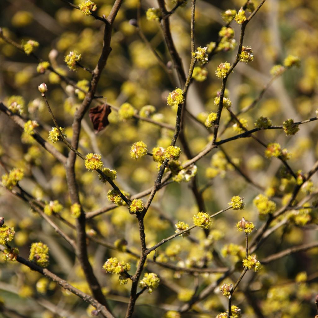 Lindera obtusiloba - Fieberstrauch