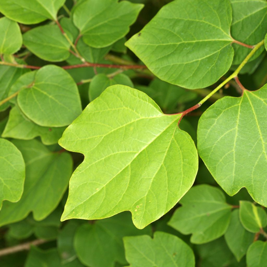 Lindera obtusiloba - Fieberstrauch