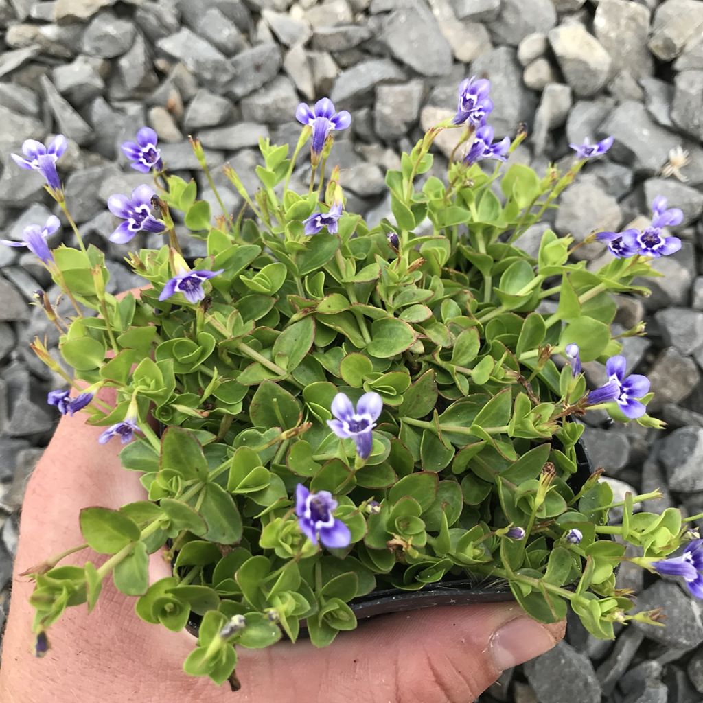 Lindernia grandiflora - Großblütiges Büchsenkraut