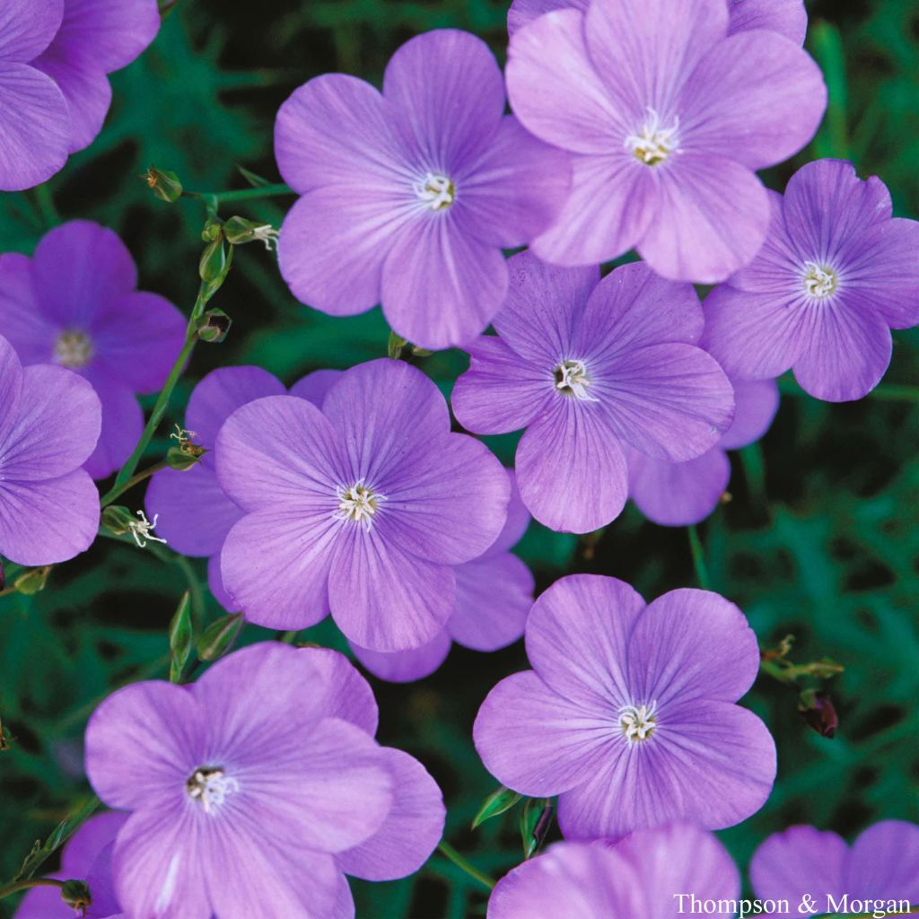 Südfranzösischer Lein Heavenly Blue (Samen) - Linum narbonense