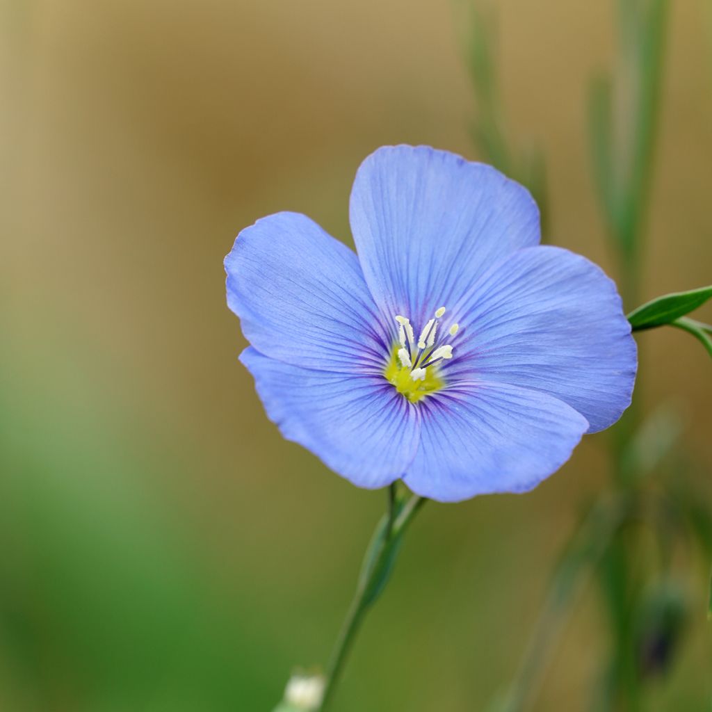 Stauden-Lein - Linum perenne