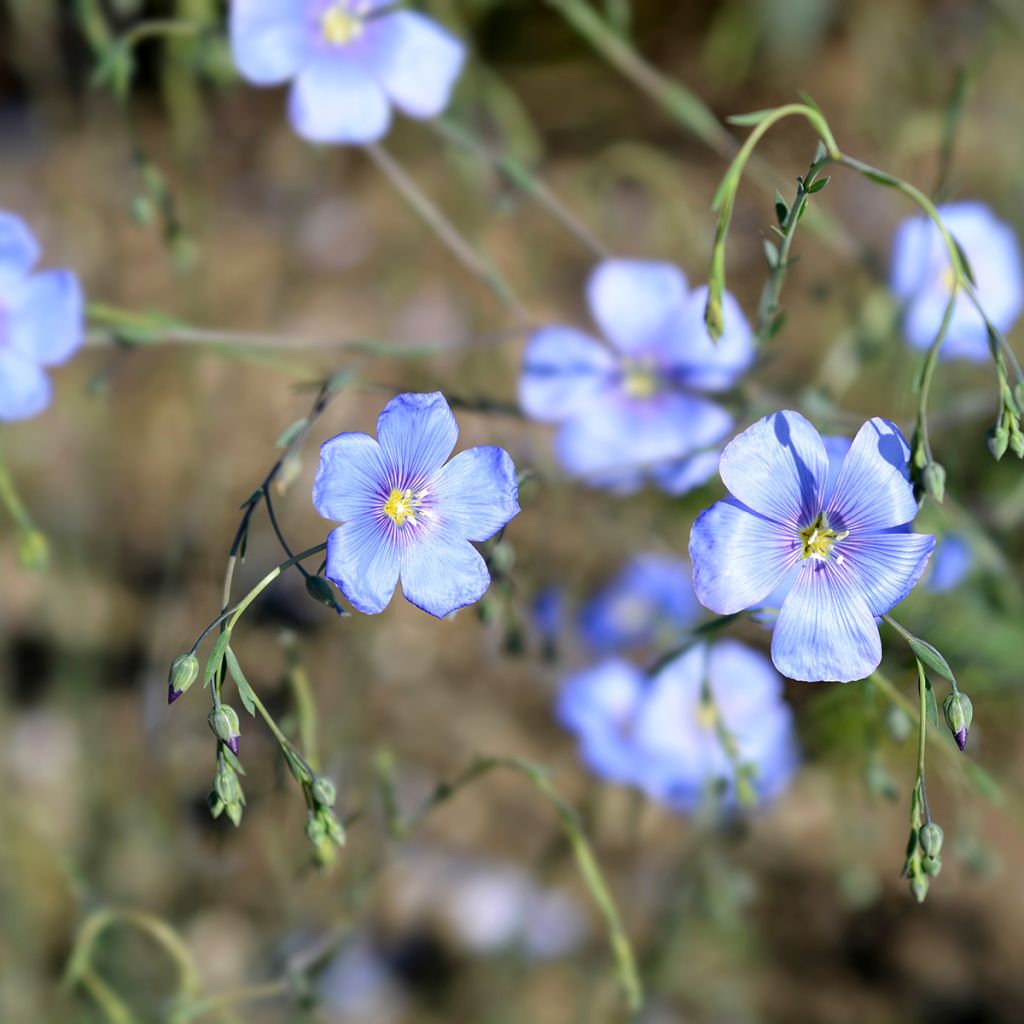 Stauden-Lein - Linum perenne