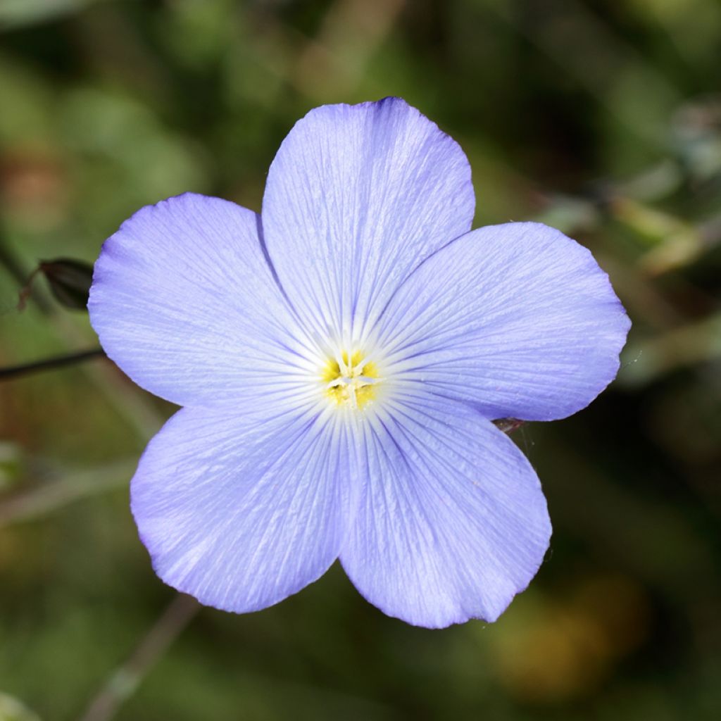 Stauden-Lein Saphir - Linum perenne