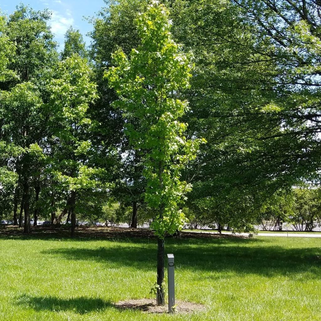 Liquidambar styraciflua Slender Silhouette - Copalme d'Amérique