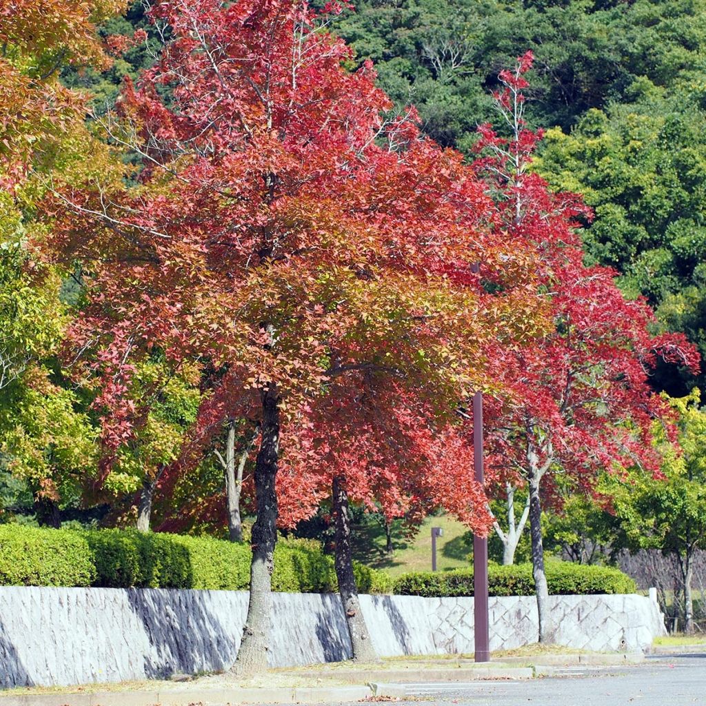 Liquidambar formosana - Chinesischer Amberbaum